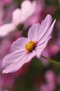 ТРЕБУЮТСЯ МАССАЖИСТКИ! МОСКВА!